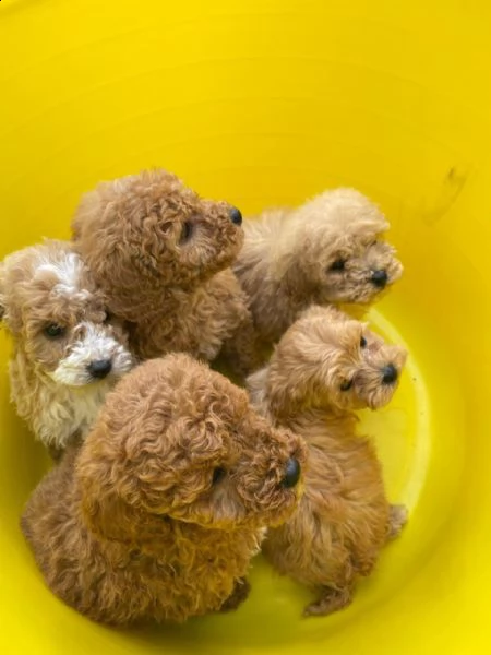 splendidi cuccioli di maltipoo | Foto 0