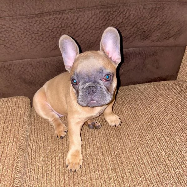 cuccioli di bulldog francese 