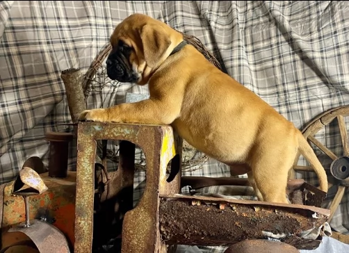 bellissimi simpatici bull mastiff