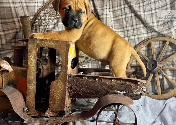 bellissimi simpatici bull mastiff | Foto 1