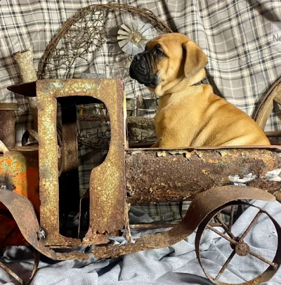 bellissimi simpatici bull mastiff | Foto 0