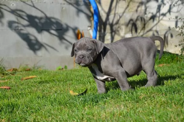 cuccioli di pitbull in adozione | Foto 6