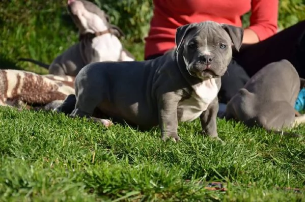 cuccioli di pitbull in adozione | Foto 5