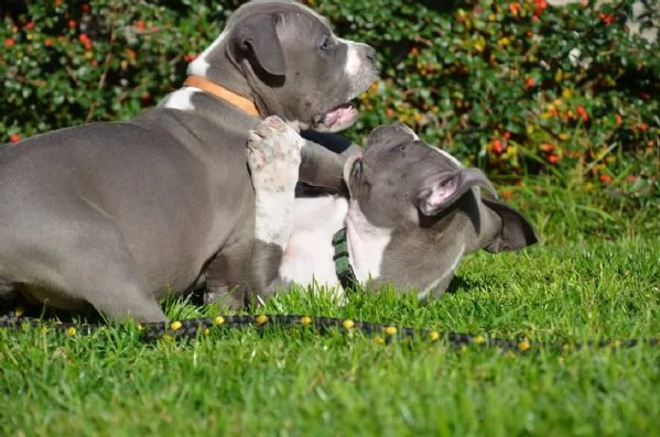 cuccioli di pitbull in adozione | Foto 4