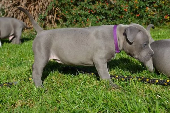 cuccioli di pitbull in adozione | Foto 3