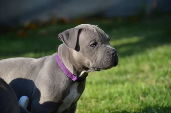 cuccioli di pitbull in adozione | Foto 1