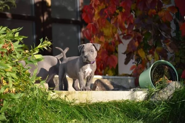 cuccioli di pitbull in adozione | Foto 0