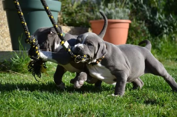 cuccioli di pitbull in adozione