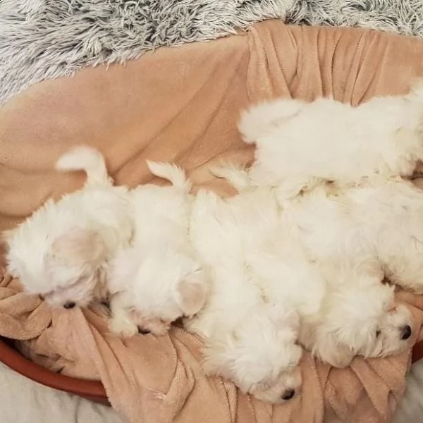 cuccioli maltesi in regalo 