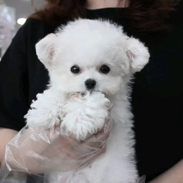 cuccioli maltesi in adozione