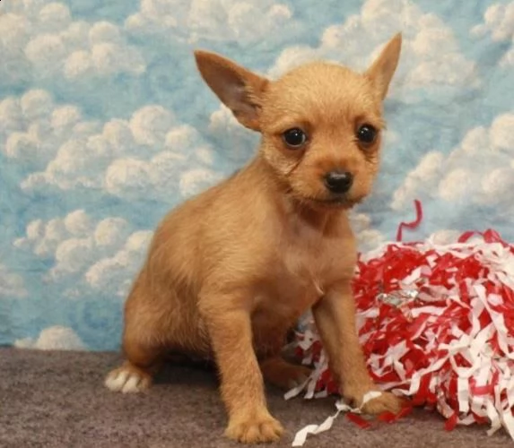 cucioli chihuahua