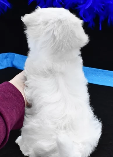 maltese maschio e femmina con pedigree | Foto 2