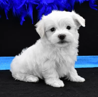 maltese maschio e femmina con pedigree | Foto 1