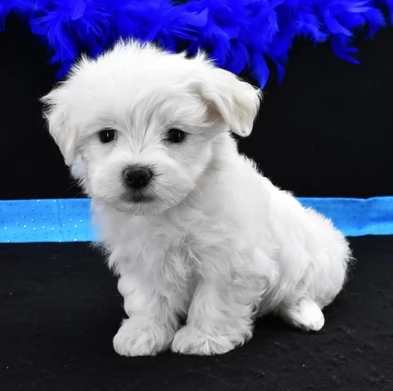 maltese maschio e femmina con pedigree | Foto 0