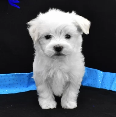 maltese maschio e femmina con pedigree