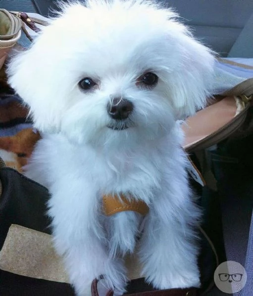  regalo maltese cuccioli meravigliosi !