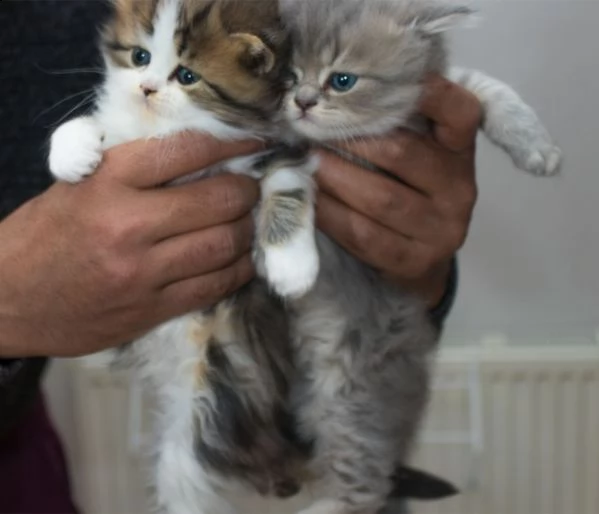 cuccioli exotico persiano | Foto 2