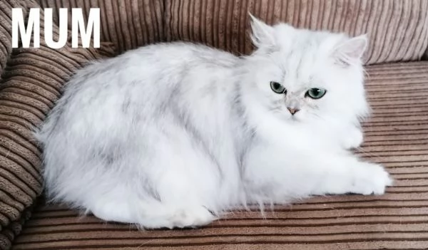 cuccioli exotico persiano | Foto 1