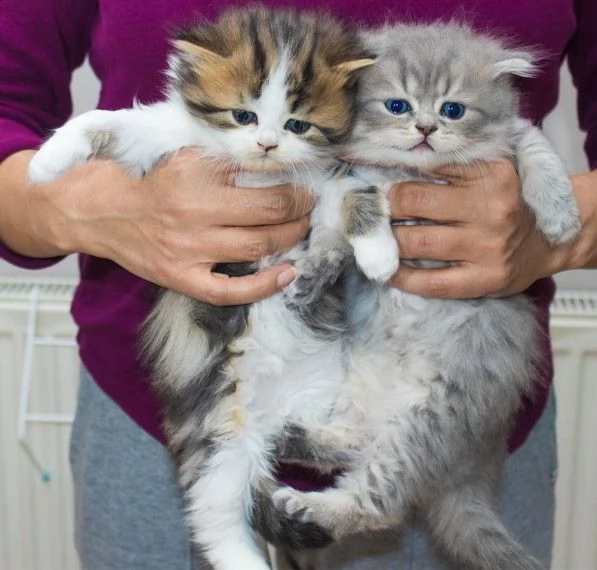 cuccioli exotico persiano