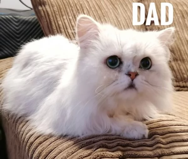 cuccioli exotico persiano | Foto 0