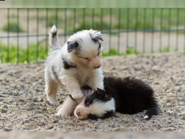 i bellissimi cuccioli di pastore australiano