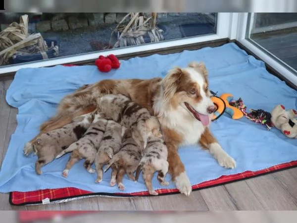 i bellissimi cuccioli di pastore australiano | Foto 0