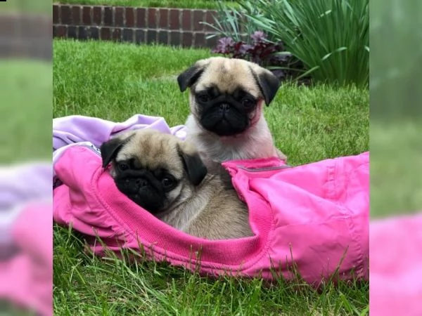 cuccioli di carlino di razza | Foto 1