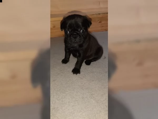 cuccioli di carlino di razza | Foto 0