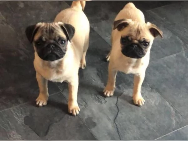 cuccioli di carlino di razza