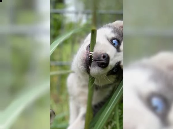 3 siberian husky in cerca delle loro future famiglie