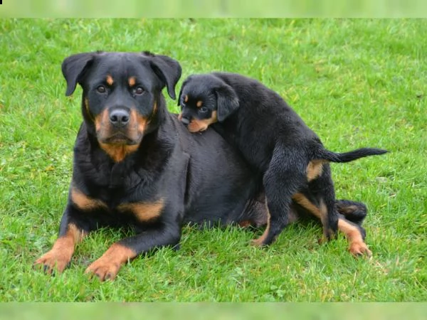 cuccioli di rottweiler.