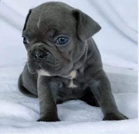 cuccioli di bouledogue francese (colore blu)