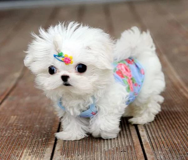  cuccioli di maltese mini toy 