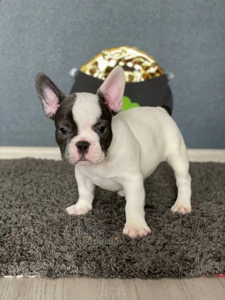 email : ameliajefferson80[at]gmail[.com] cuccioli di bulldog francese siamo urgentemente alla ricerca di 