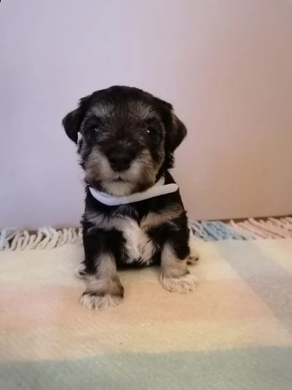 schnauzer nani  | Foto 3