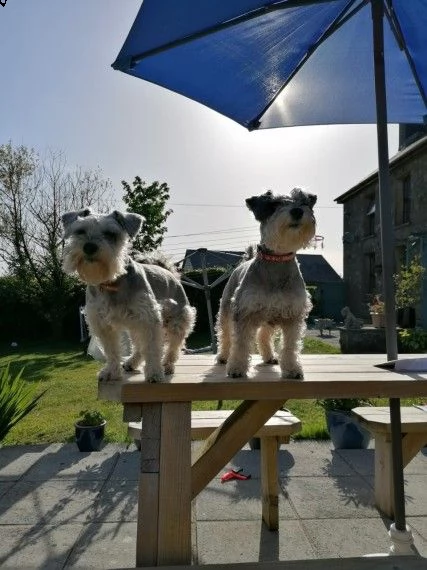 schnauzer nani  | Foto 2