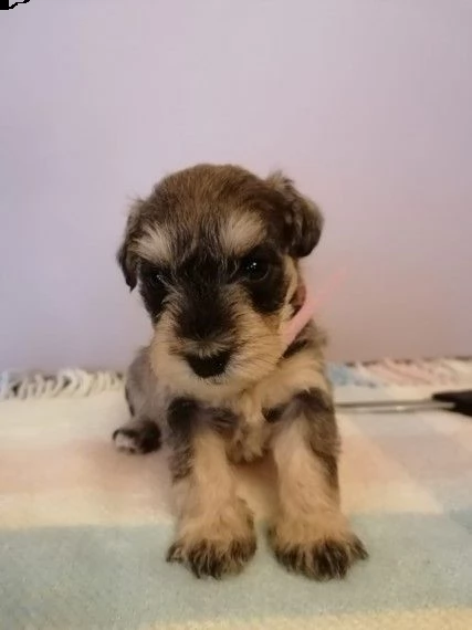 schnauzer nani  | Foto 1