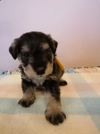 schnauzer nani  | Foto 0