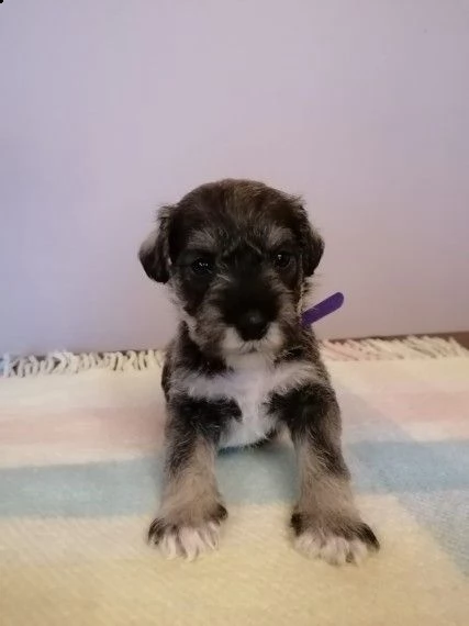 schnauzer nani 