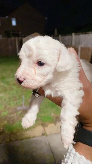 cuccioli bichon frise 75 giorni | Foto 1