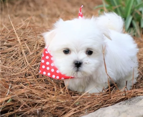 regalo maltese cavalier king cuccioli meravigliosi ! 