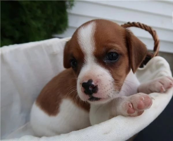 regalo cavalier king cuccioli meravigliosi ! 