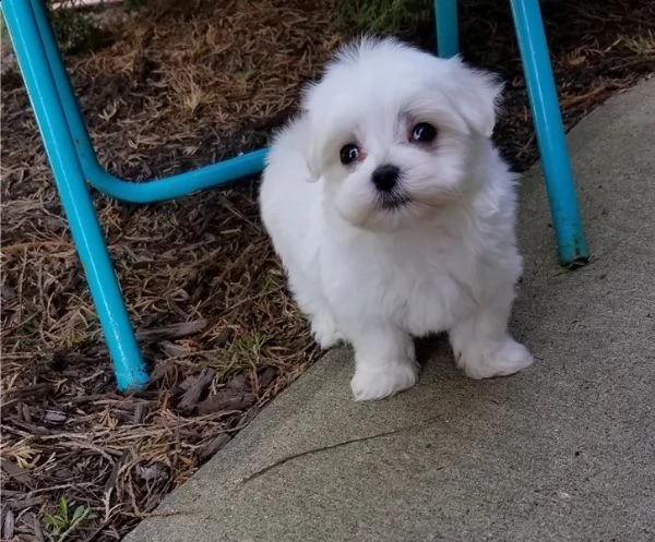 regalo maltese cuccioli meravigliosi ! 