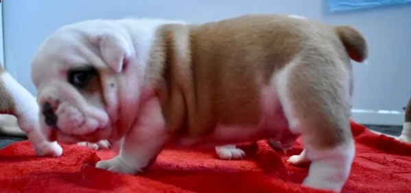 regalo bulldog inglese cuccioli disponibili