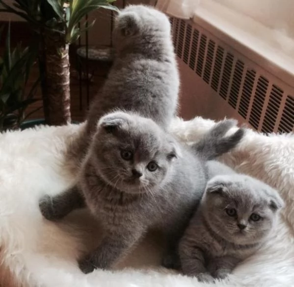 bellissimi gattini del scottish fold carini e sani, disponibili per l'adozione
