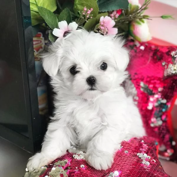 adorabili cuccioli maltesi