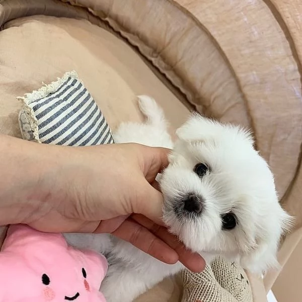 gioiosi cuccioli maltesi disponibili