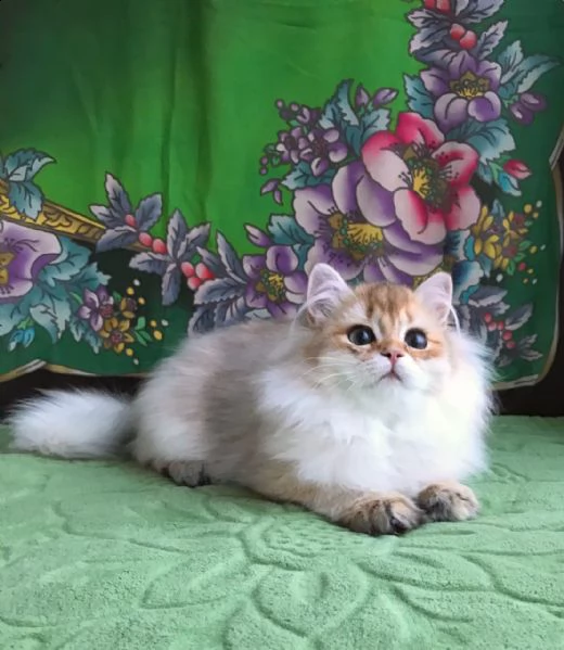 simpatici gattini persiani disponibili hanno tutti i vaccini molto giocosi, buoni con i bambini e al
