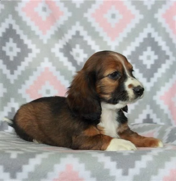 regalo adorabili cuccioli  bassotto femminucce e maschietti disponibili