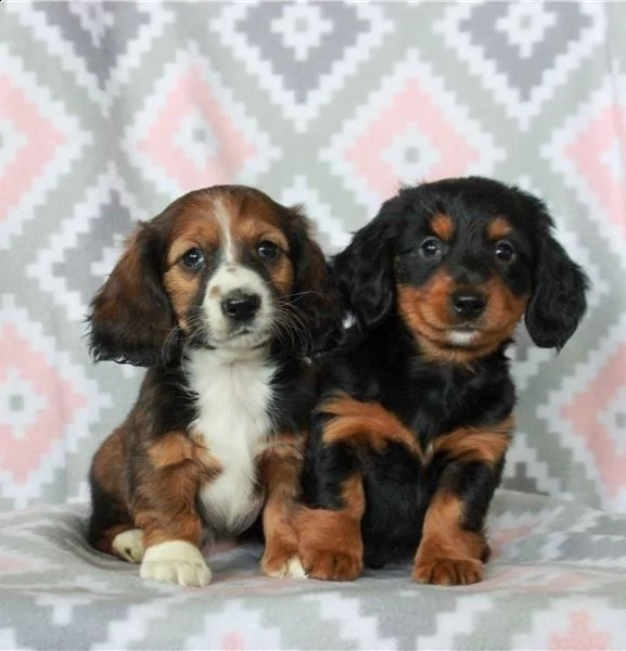 regalo adorabili cuccioli  bassotto femminucce e maschietti disponibili